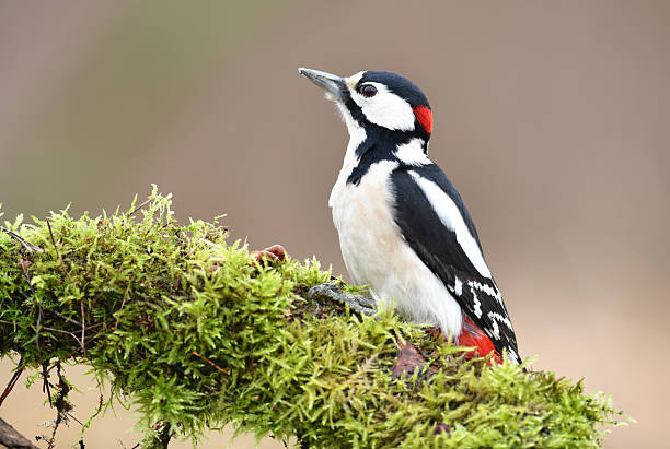 istock Great Spotted Woodpecker (Dendrocopos major) 2216929735