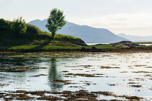 Scenic view of calm water with seaweed at low tide, a lone tree on a small island and mountains in the distance in Scotland