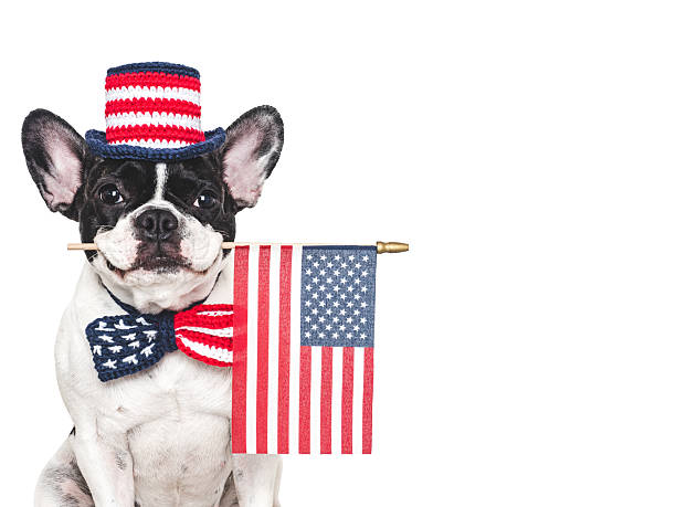 istock Cute puppy, bow tie, top hat and American Flag 2216931043