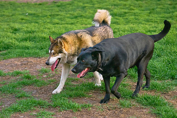 istock An Eskimo Laika and a German Shepherd Labrador mix are on the case 2216931171