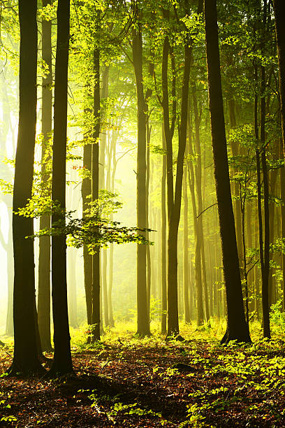 istock Sunny morning in the forest 2216931777