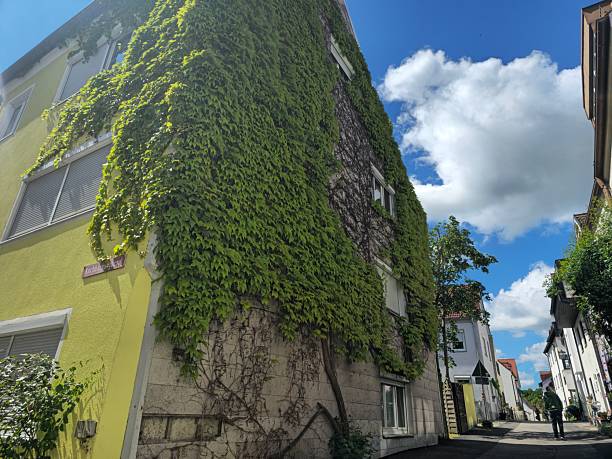 istock Ivy Climbing the Walls 2216931881