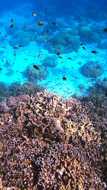 istock Palau Vibrant Coral Sea Scene 2216932041