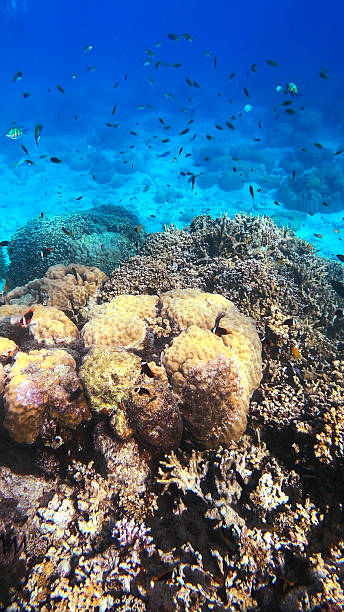 istock Palau Vibrant Coral Sea Scene 2216932067