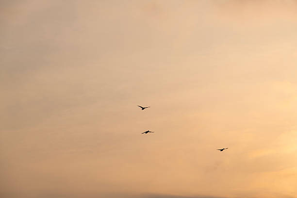 istock flying wild ducks in the sky during sunrise 2216932224