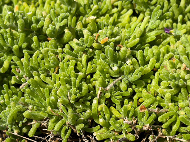 istock rosea ice plant 2216932442