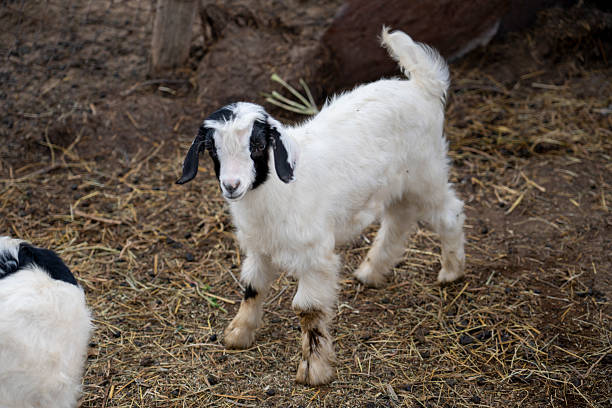 A goat standing against a simple backdrop.
