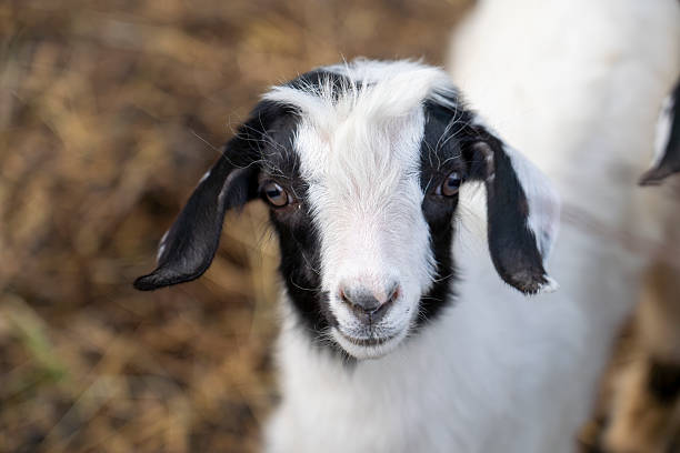 Goat kid playing with its friends