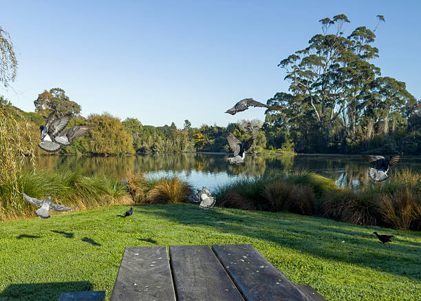 Pigeons taking to flight over a lake