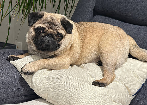 istock Pug looking forlorn resting on a cushion 2216935169