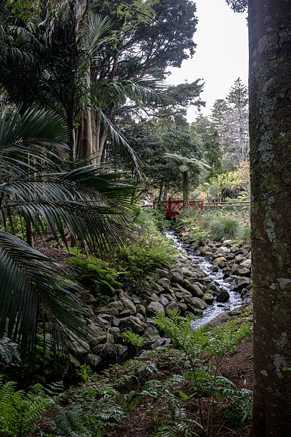 istock Creek running through a forested area with a red bridge 2216935227