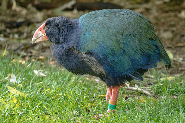 istock New Zealand native bird, the Takahe 2216936329
