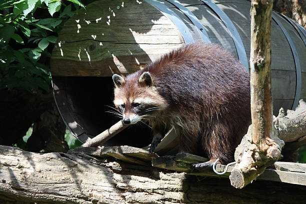 istock Raccoon surrounded by nature 2216936448