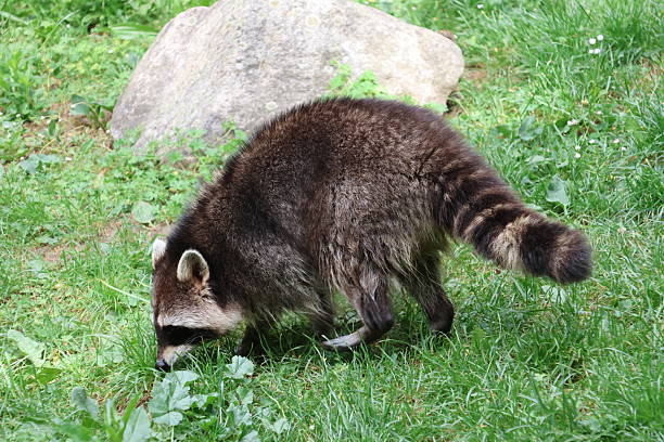 istock Raccoon surrounded by nature 2216936828