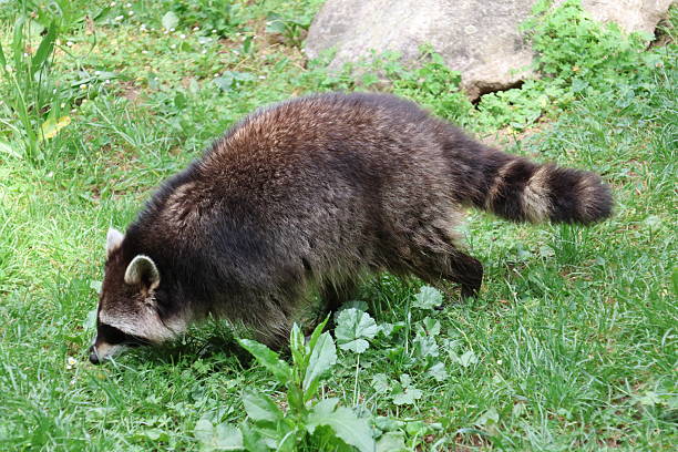 istock Raccoon surrounded by nature 2216936888