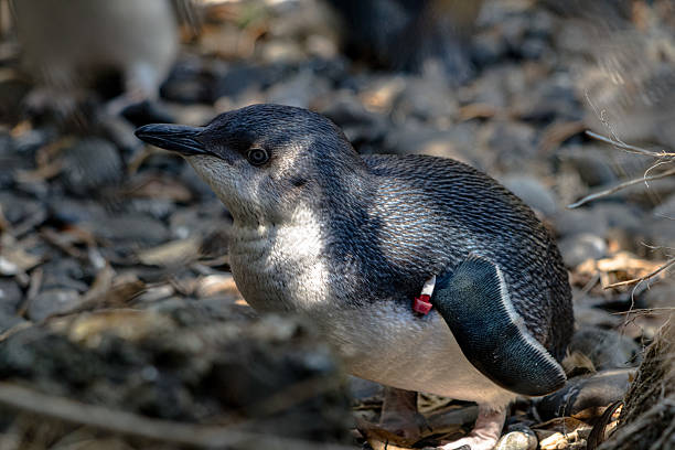 istock Little blue penguin, or korora 2216937251