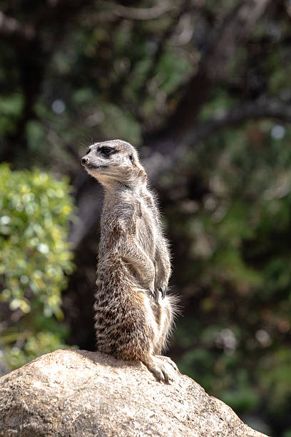 istock Meerkat surveying its surroundings from a rock 2216937677