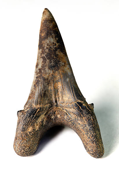 istock Fossil shark megalodon tooth on white background 2216937867