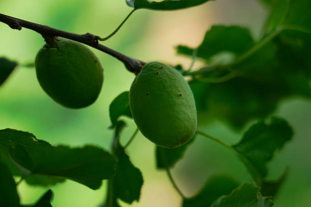 Unripe Apricot on Tree Branch