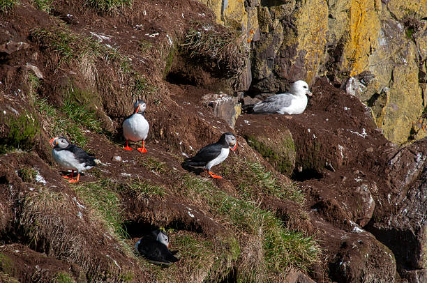 istock Atlantic puffins and northern fulmar nesting on cliff 2216939362