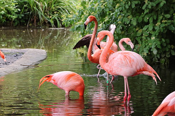 istock Flamingos by the pond 2216939469