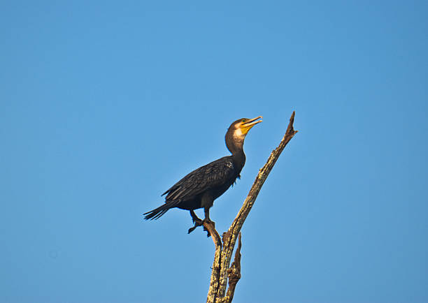 istock A single bird waiting to hunt 2216941152