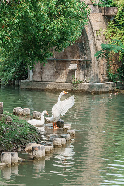 White geese playing in the water beside the ancient bridge