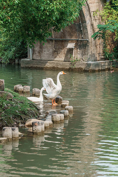 istock White geese playing in the water beside the ancient bridge 2216941525