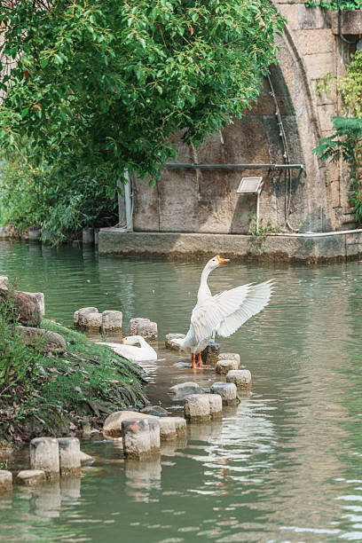 istock White geese playing in the water beside the ancient bridge 2216941594