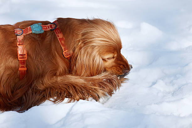 Red spaniel dog plays and gnaws with a stick outside in winter on the snow