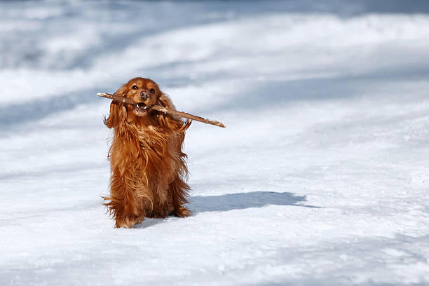 Red spaniel dog plays with a stick outside in winter on the snow