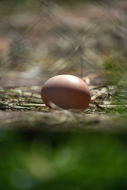 Fresh laid chicken egg in farm coop.