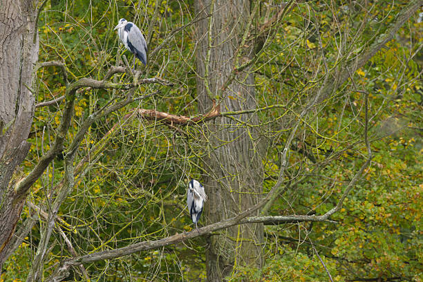 two gray herons on a high tree, grey heron on branches, green leaves in the background, a sleeping heron, head in plumage, gray plumage, Ardea cinerea