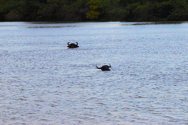 water buffel murchison falls national park oeganda