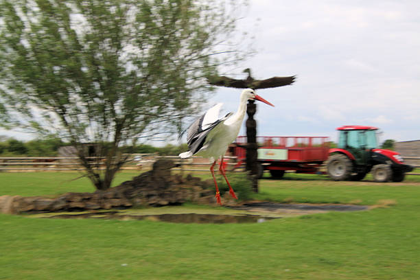 A close up of a White Stork in flight