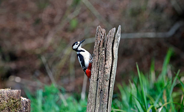 istock Great spotted woodpecker feeding in the woods 2216948140
