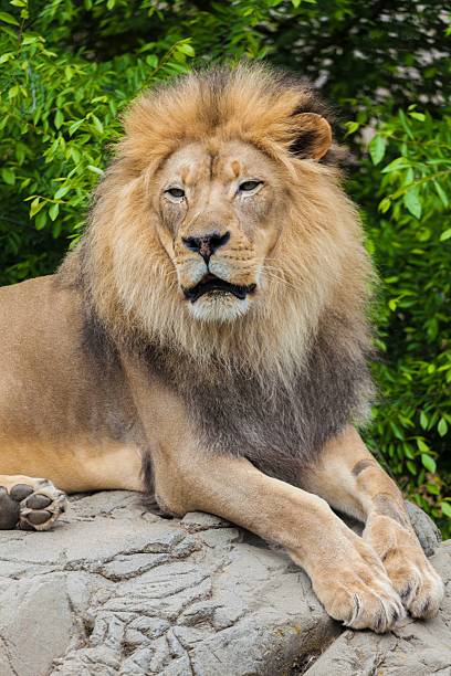 istock The King of the Jungle 2216949029