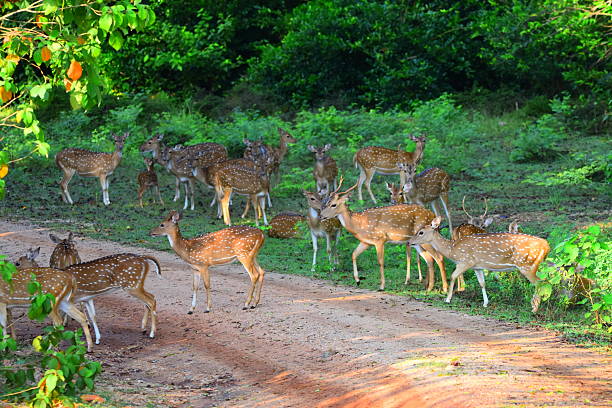 istock Amazing Sri Lankan Wildlife 2216949582
