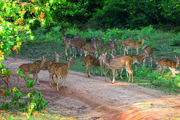 istock Amazing Sri Lankan Wildlife 2216950244