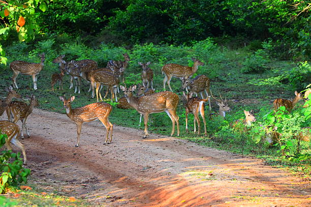 istock Amazing Sri Lankan Wildlife 2216950245