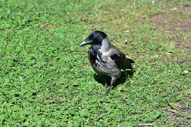 istock Hooded crow standing on green grass in daylight. Detailed feathers, sharp beak, and natural pose. Wildlife scene perfect for birdwatching, nature, and urban animal themes. 2216950323