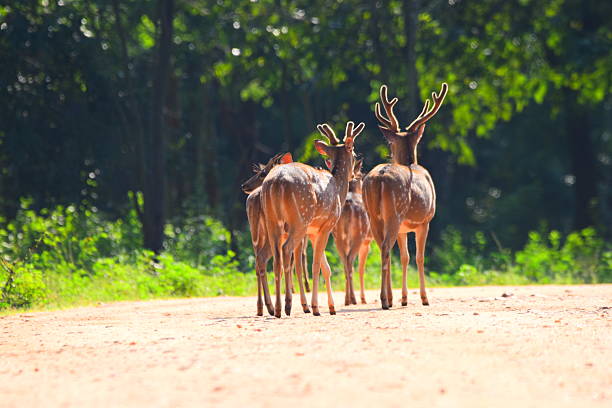 Sri Lanka’s wildlife is incredibly diverse, boasting lush rainforests, dry plains, and coastal wetlands. Home to iconic species like elephants, leopards, sloth bears, and vibrant birdlife, the island is a paradise for nature lovers. Its national parks offer unforgettable encounters with rare and endangered animals in their natural habitats