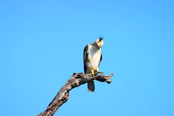 istock Amazing Sri Lankan Wildlife 2216950921