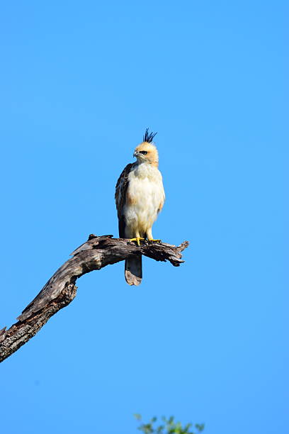istock Amazing Sri Lankan Wildlife 2216950922