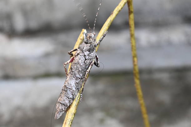 Nycteola revayana. Its common names oak nycteoline, Nolidae and Noctuoidea. It is a moth of the family Nolidae. It is found  Europe Japan and India.