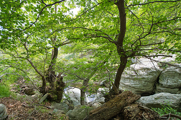 Dense green trees over rocky streambed in a tranquil forest landscape on Andros Island, Greece