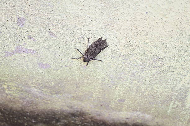 Nycteola revayana. Its common names oak nycteoline, Nolidae and Noctuoidea. It is a moth of the family Nolidae. It is found  Europe Japan and India.