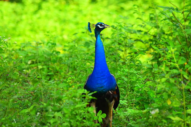 Front view of a white peacock displaying tail feathers while walking on a green grass with lush background. Concept : white peacock, walking, green grass, lush background, elegant bird, nature, wildlife, serene environment, lush greenery, peaceful scene, exotic bird, vibrant feathers, tranquil setting, natural beauty