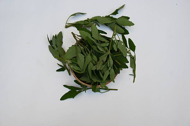 istock Chenopodium album on white background. 2216953035