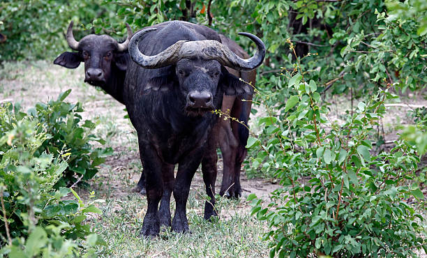 istock Cape buffalo in the African bush 2216953423
